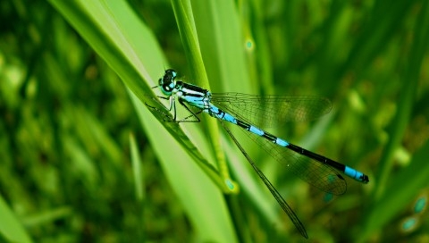 绿叶上的蓝蜻蜓