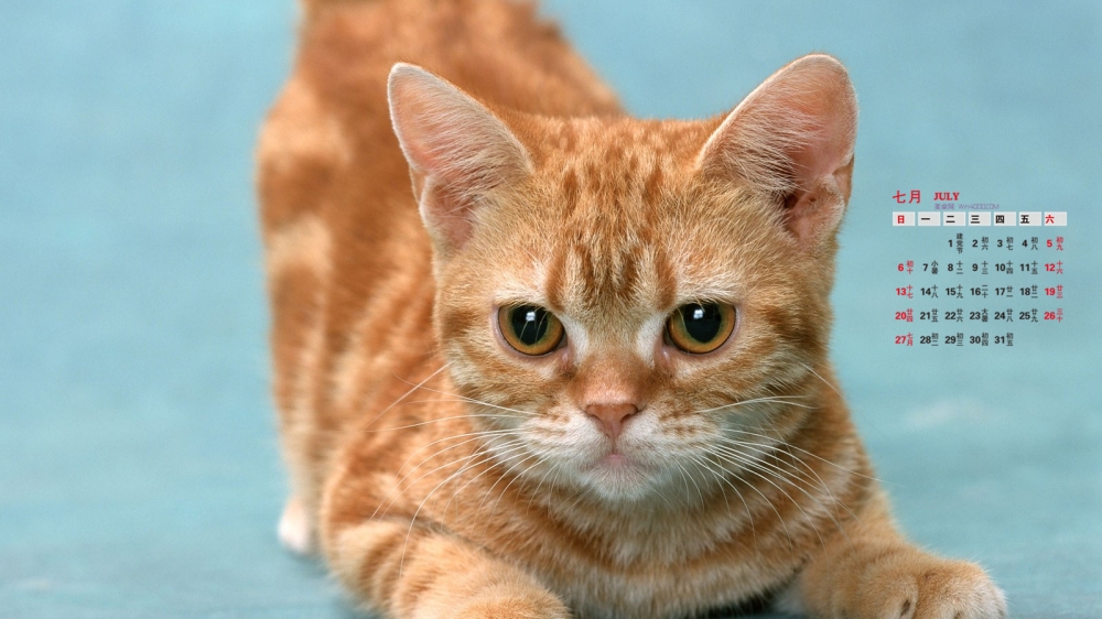 2014年7月日历桌面壁纸可爱的黄色猫咪