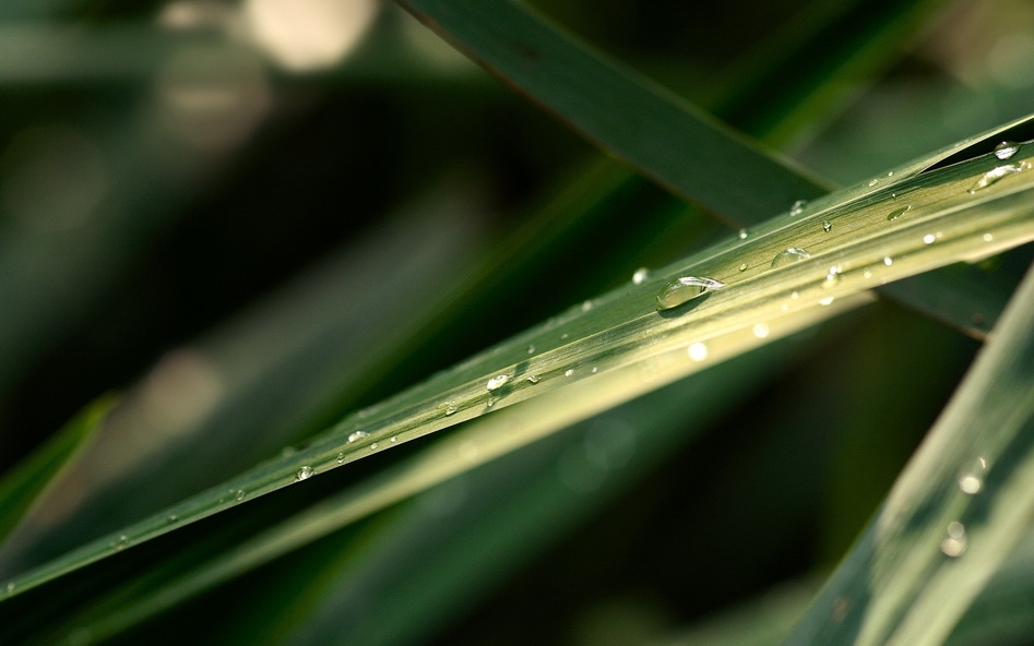 摄影风光植物壁纸 2560X1600【58P】