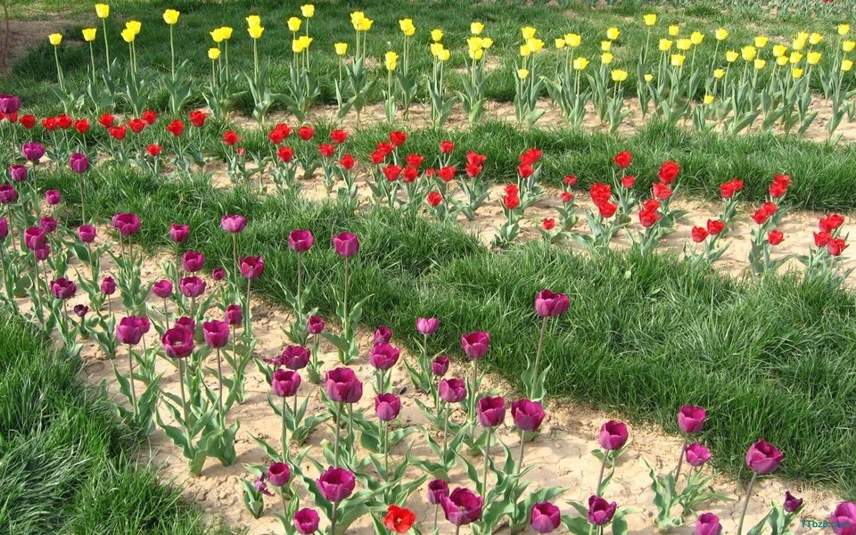 郁金香花海桌面壁纸