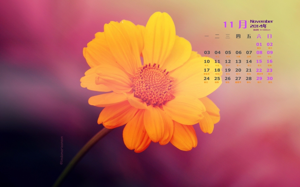 2014年11月日历桌面壁纸清新的绿色植物花卉护眼图片