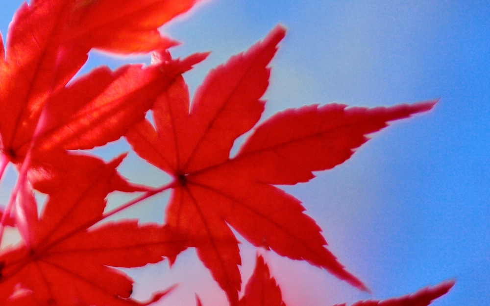 红色秋天枫叶高清宽屏电脑桌面主题壁纸