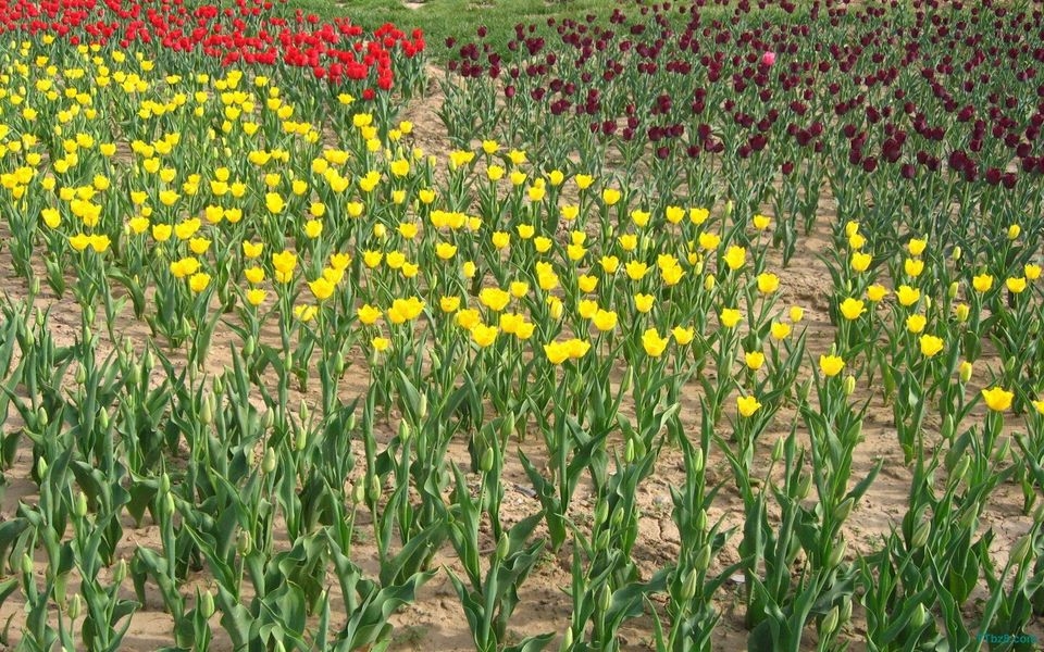 郁金香花海桌面壁纸