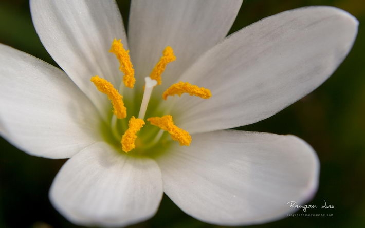 鲜花与花蝴蝶桌面壁纸