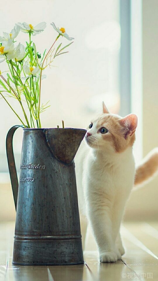 愿做你怀中的猫，可爱而傲娇。