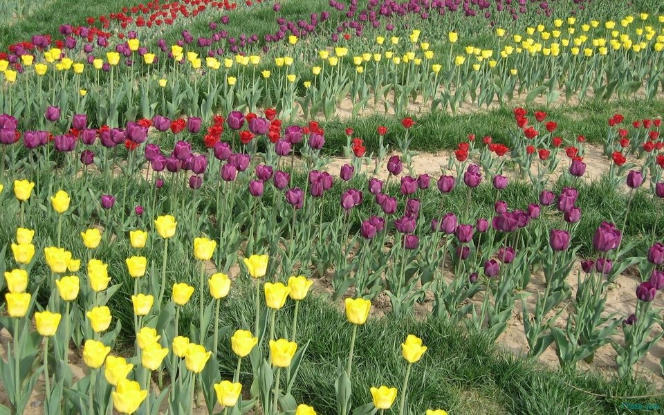 郁金香花海桌面壁纸
