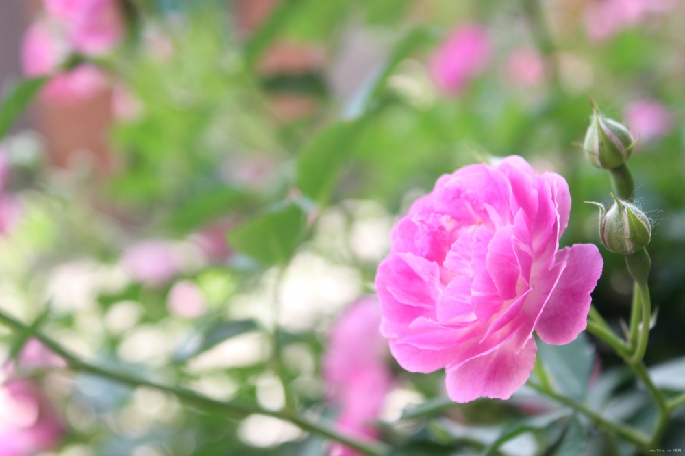 生活里美丽的花花草草