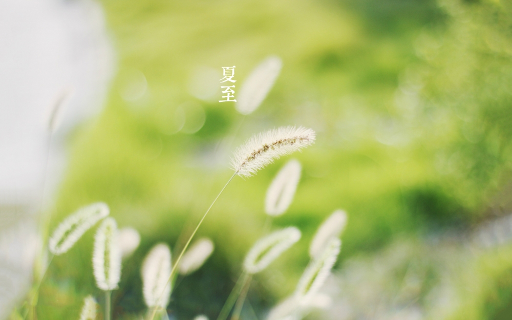 小清新狗尾草高清桌面壁纸