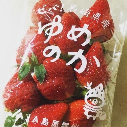 日本熊本熊草莓