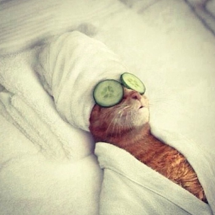 猫奴们的福利来了~~
