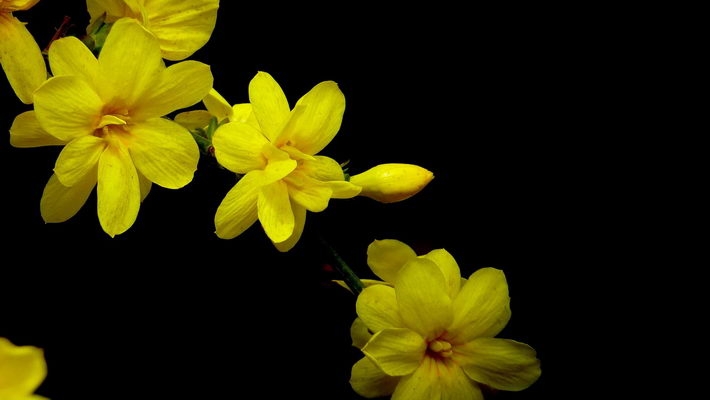 迎春花图片宽屏壁纸下载
