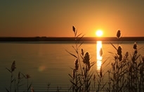 芦苇湖畔日落