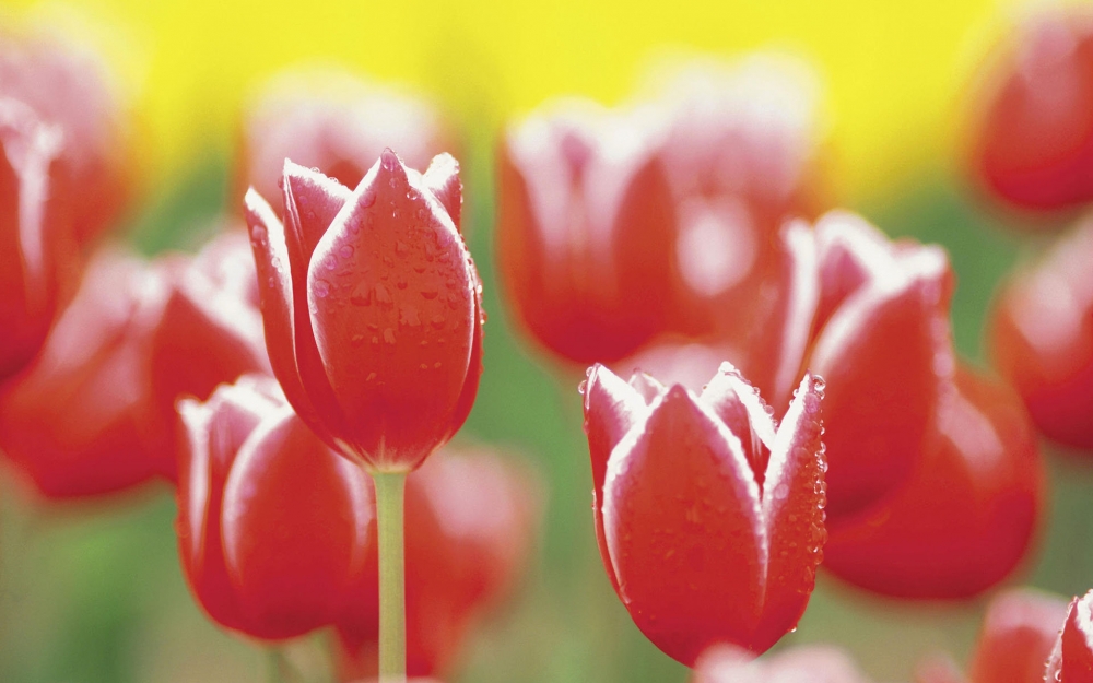 鲜花桌面壁纸之高清芬香图片