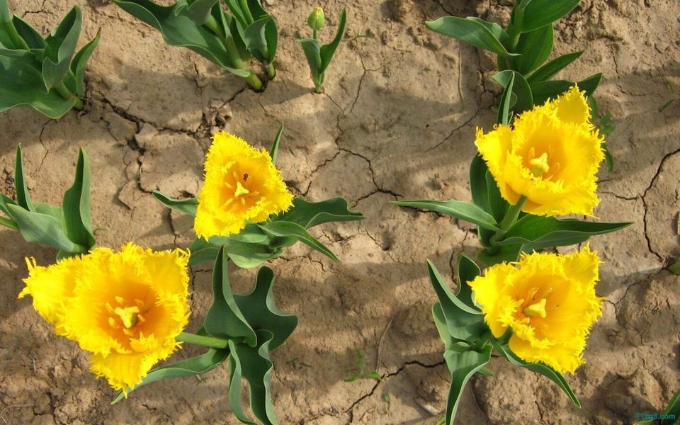 郁金香花海桌面壁纸