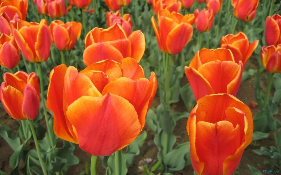 郁金香花海桌面壁纸