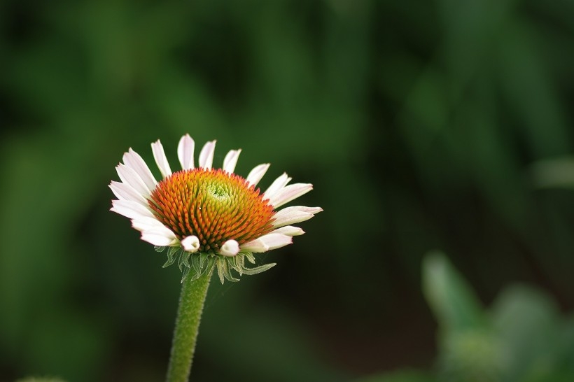 优雅松果菊图片