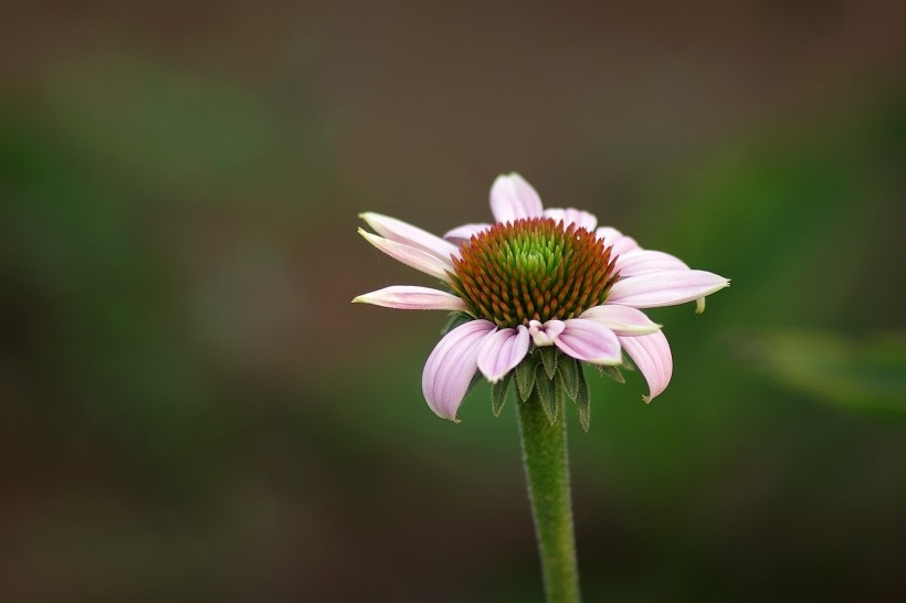 优雅松果菊图片