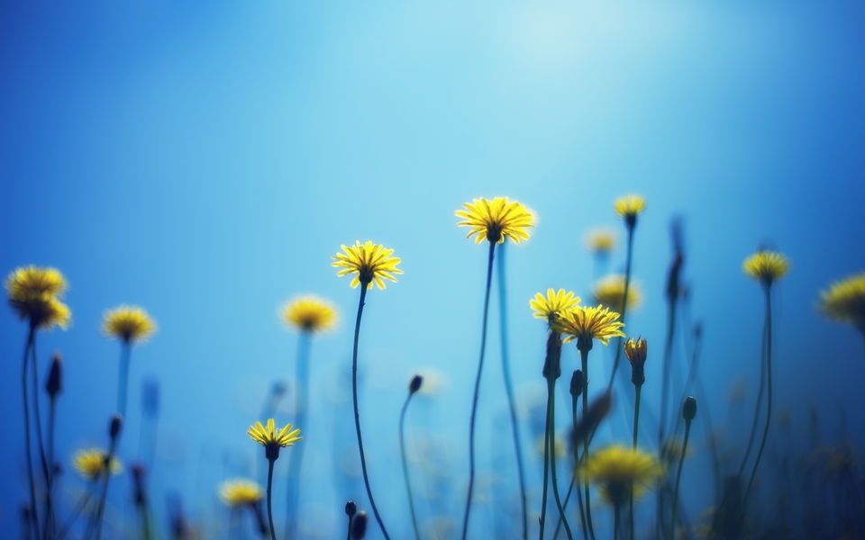 高清夏季花卉壁纸