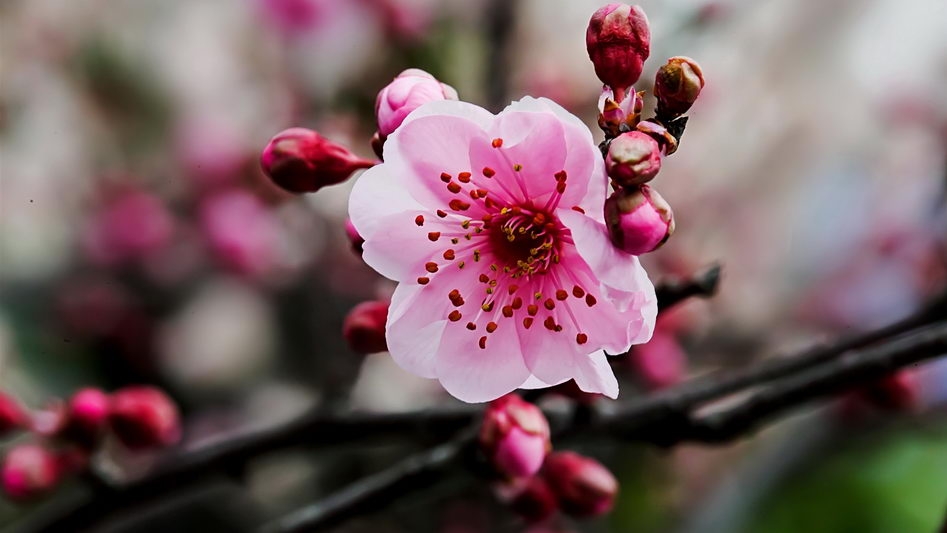 雨后梅花宽屏壁纸下载
