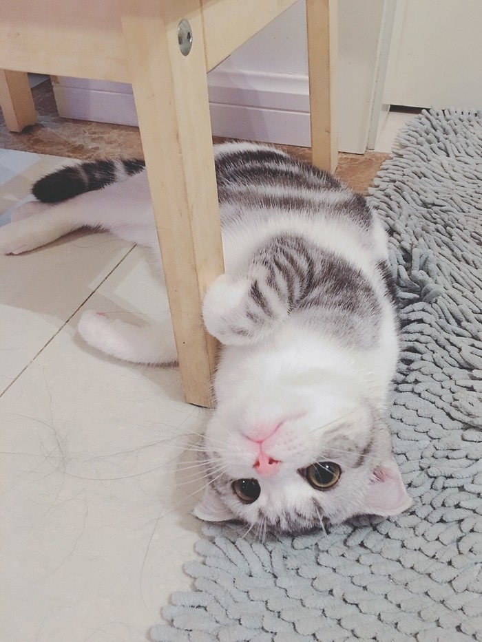 猫奴们的福利来了~~