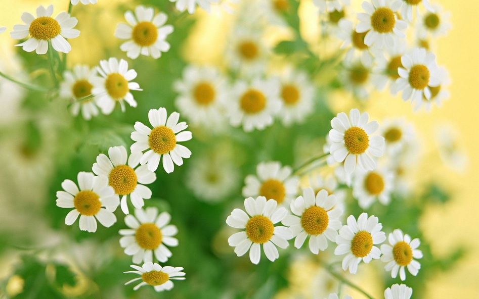 摄影风光植物壁纸 2560X1600【58P】