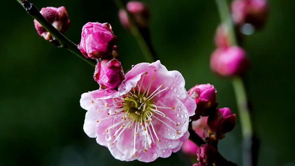雨后梅花宽屏壁纸下载