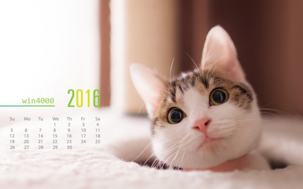 2016年6月日历萌力无限喵星人桌面壁纸下载