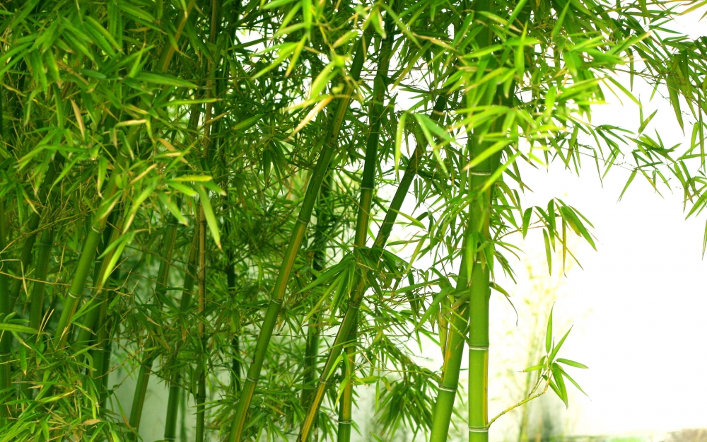 唯美竹林壁纸