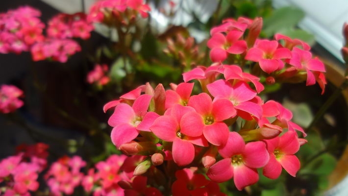 迎春花图片宽屏壁纸下载