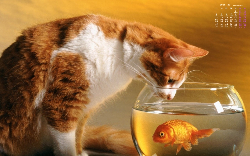 2016年7月日历可爱小猫咪慵懒惹人爱壁纸