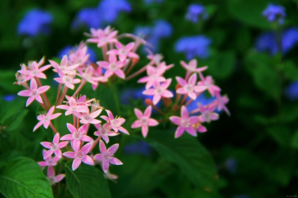 生活里美丽的花花草草