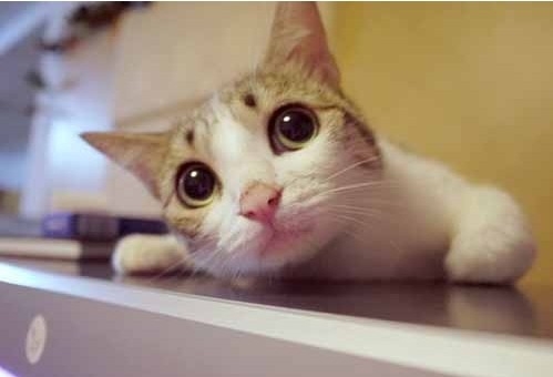 萌宠呦~