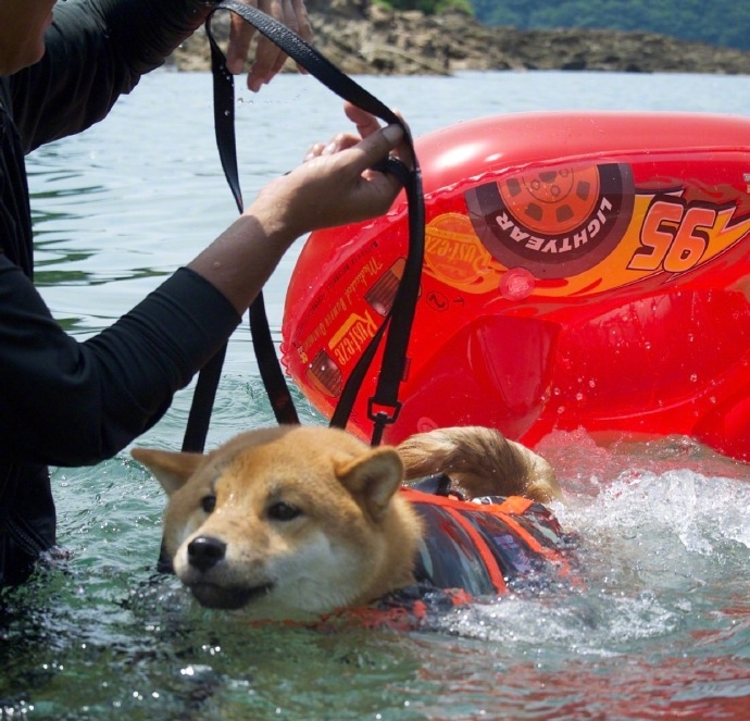 傻呆呆的柴犬