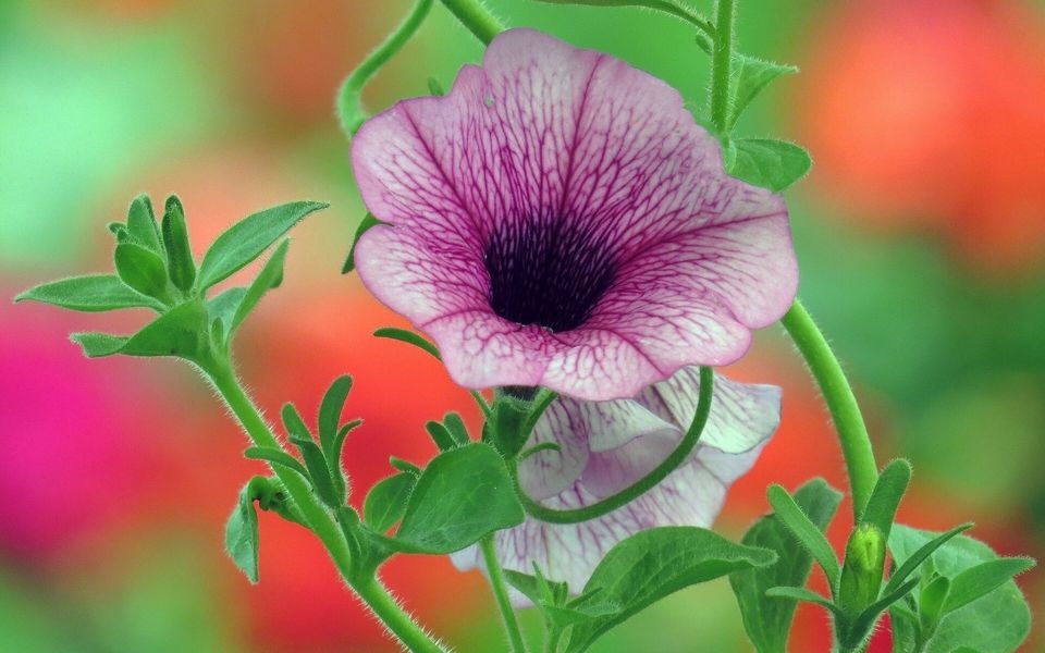 夏天传统名花牵牛花高清壁纸