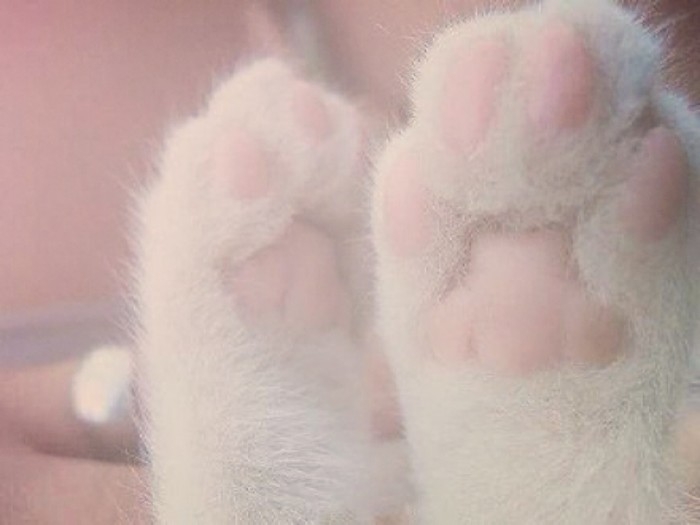 猫奴们的福利来了~~
