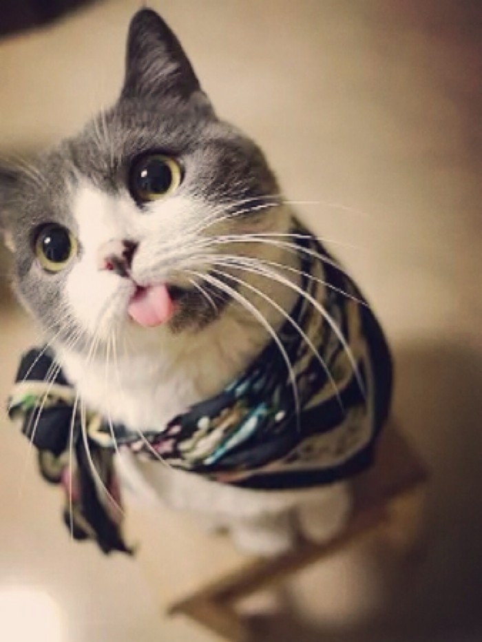 猫奴们的福利来了~~