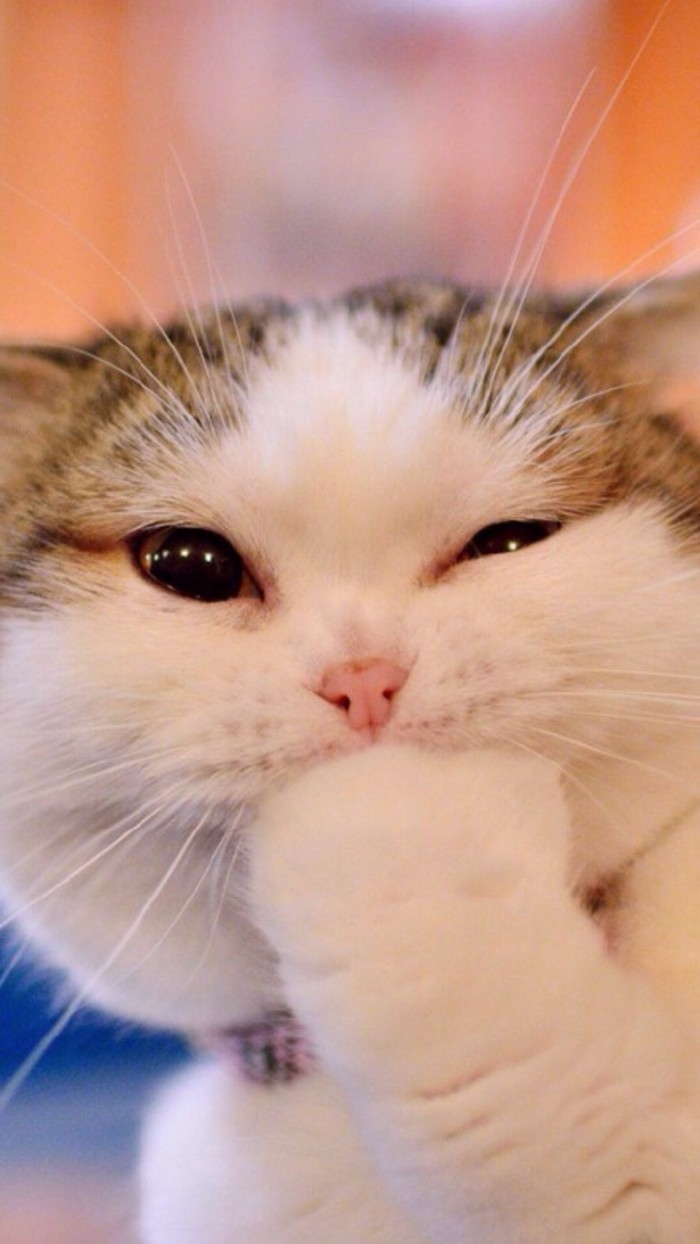 猫奴们的福利来了~~