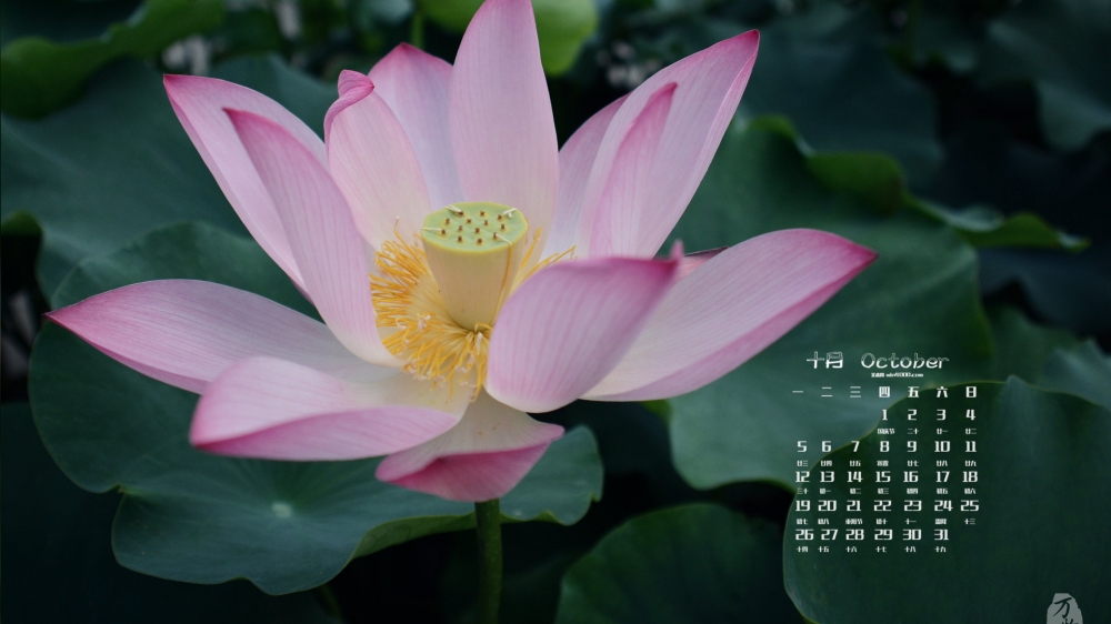 2015年10月日历小清新自然花卉唯美图片壁纸1