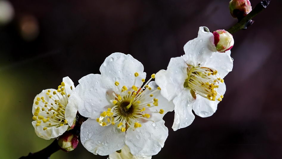 雨后梅花宽屏壁纸下载