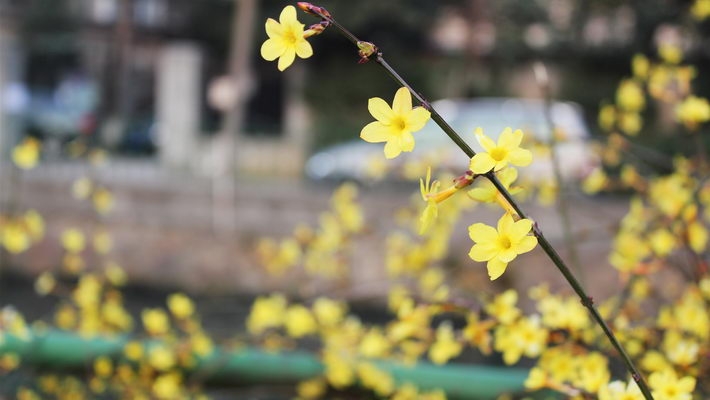 迎春花图片宽屏壁纸下载