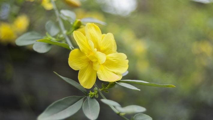 迎春花图片宽屏壁纸下载