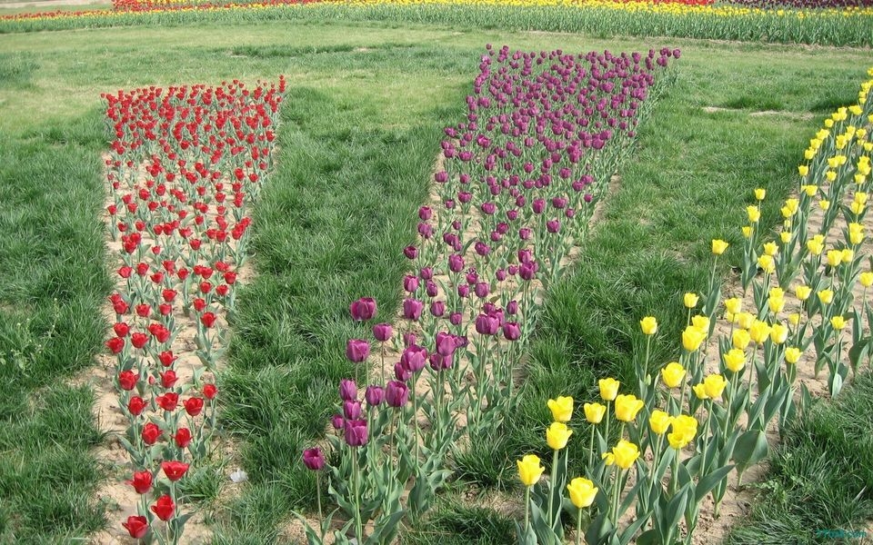 郁金香花海桌面壁纸