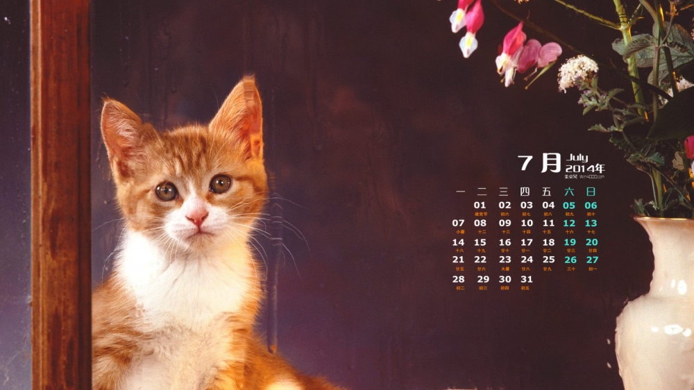 2014年7月日历桌面壁纸可爱的黄色猫咪