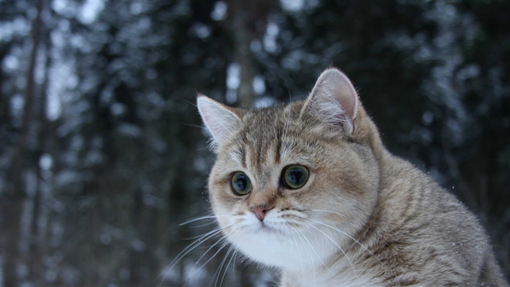 雪地里找食的猫咪桌面壁纸