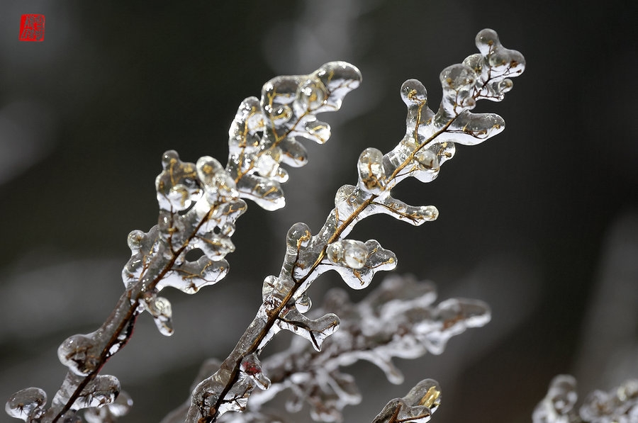 潮州百年难得一遇的冰雪奇观