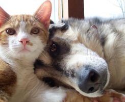 喜欢猫猫的戳进来了