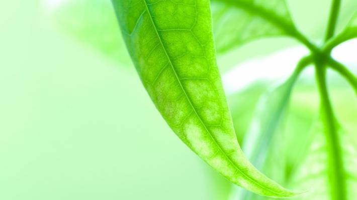 唯美自然植物电脑壁纸