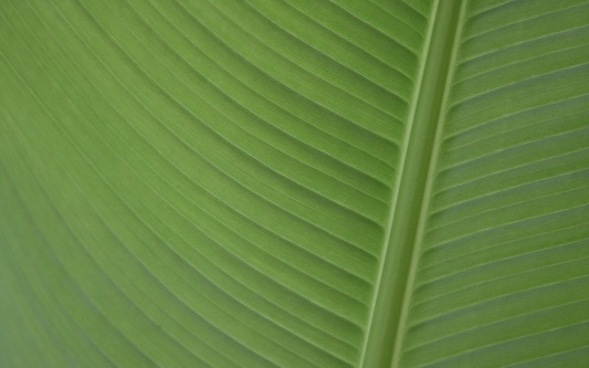 清新植物绿色护眼电脑壁纸