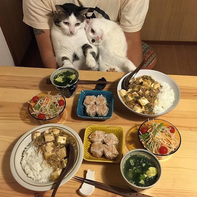 路遇：喵星人也想吃