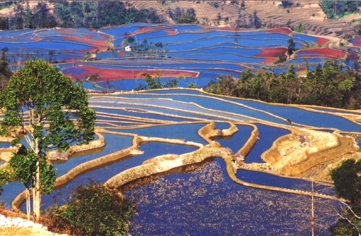 农村的靓丽风景线 梯田图片美景